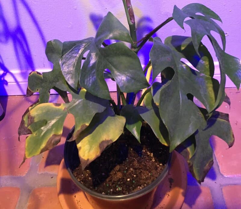 Mini Monstera issues with leaves