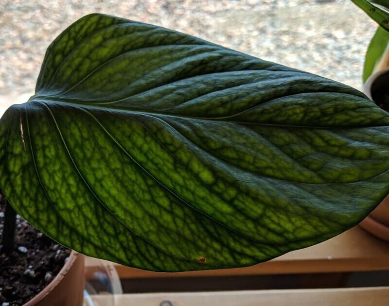 Young Monstera pinnatipartita leaf