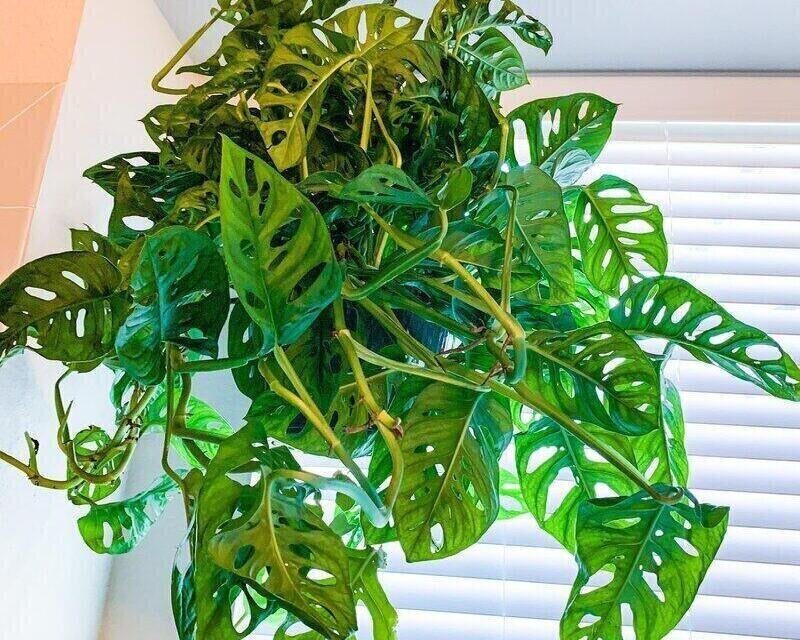 Monstera Epipremnoides needs pruning to look less bushy 