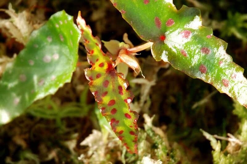 Keep your Begonia amphioxus indoors