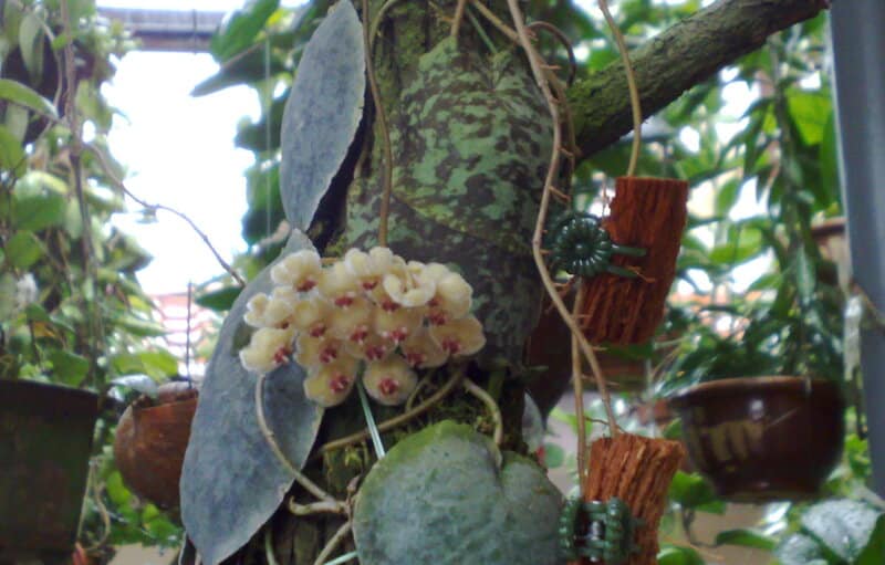 Don't underwater or overwater your Hoya Imbricata