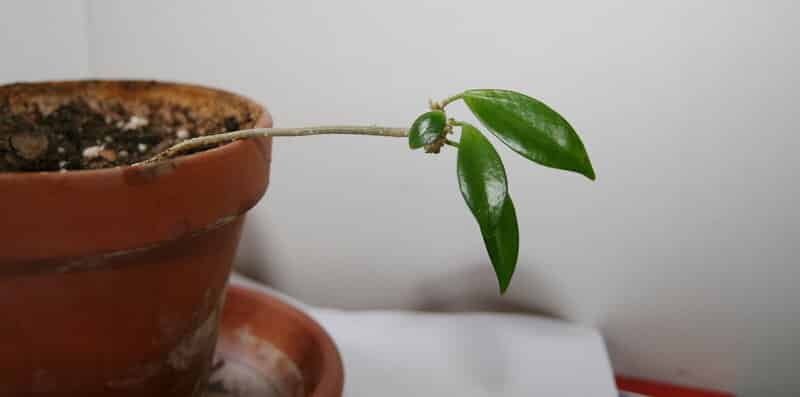 Don't repot Hoya Obscura too often 