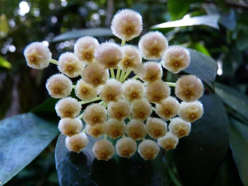 Hoya Obscura prefers indirect light