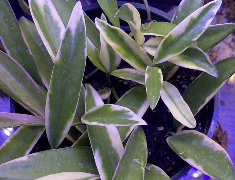 what is hoya kentiana