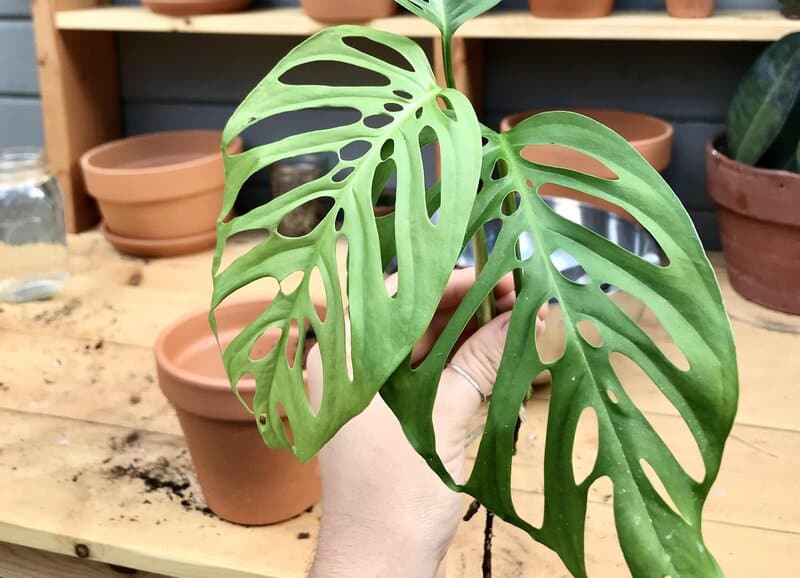 Repot Monstera Epipremnoides every two to three years