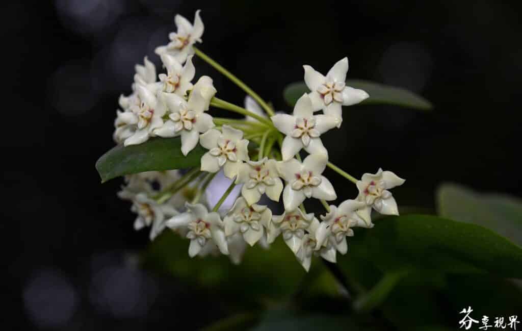 Hoya Australis plant