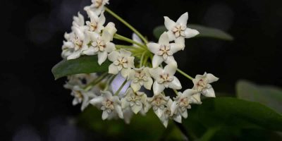 Hoya Australis plant