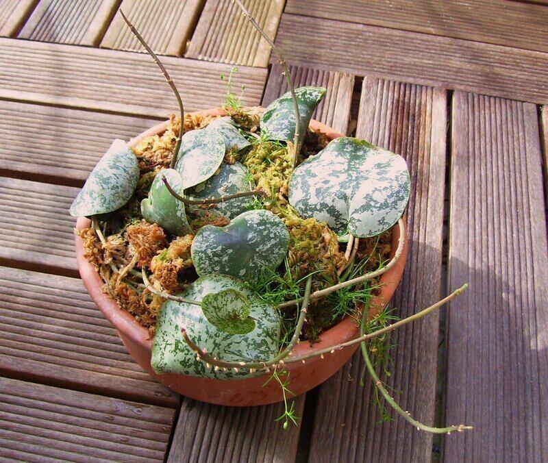 Hoya Imbricata foliage