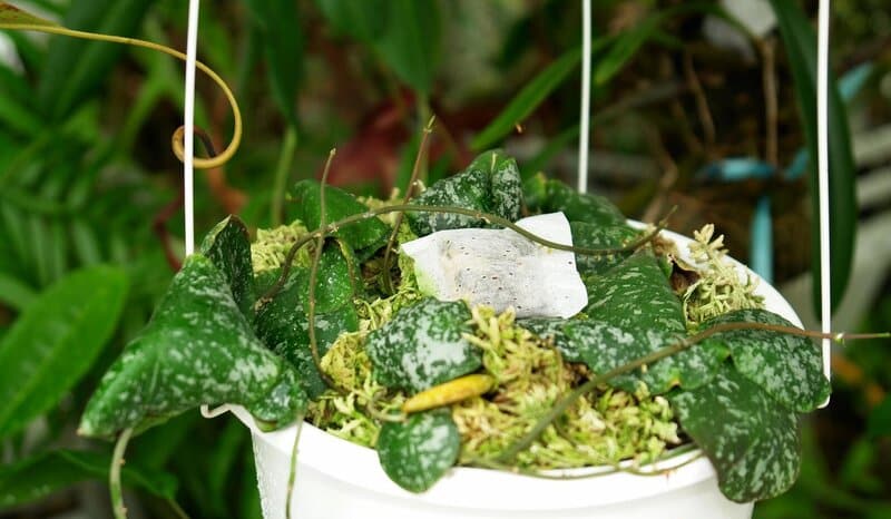 Don't repot Hoya Imbricata too often