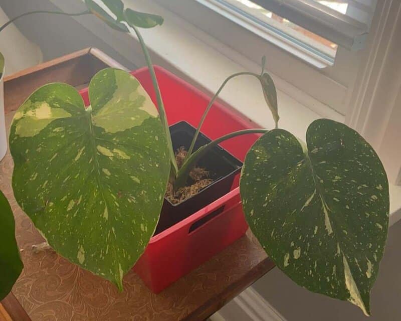Propagating monstera thai constellation