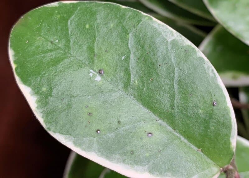 Hoya krimson queen problems