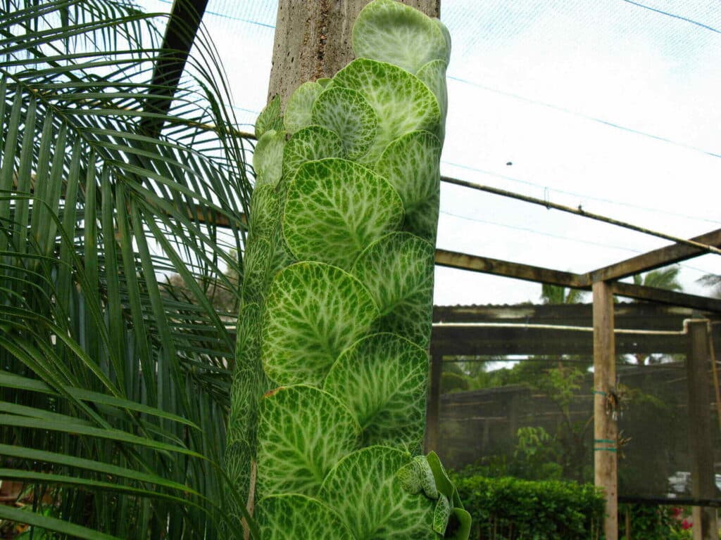 Monstera Acuminata