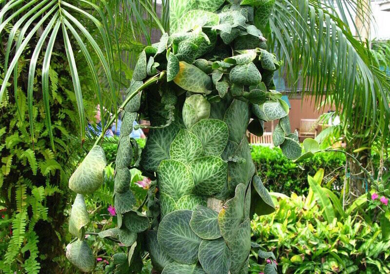 Monstera Acuminata is a shingle plant