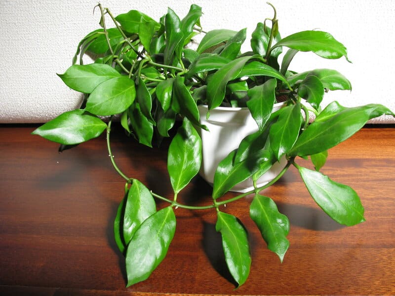 Water your Hoya Obscura before the soil gets completely dry