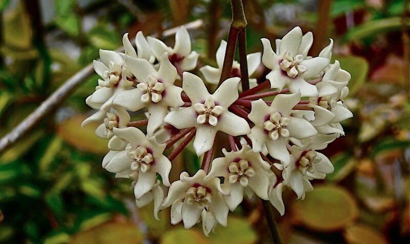 Why grow Hoya Australis? 