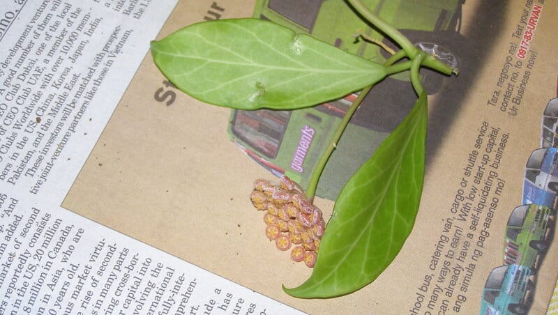 Hoya Obscura Propagation from Stem Cuttings 