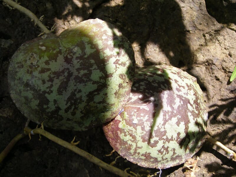 Hoya Imbricata prefers warm temperatures