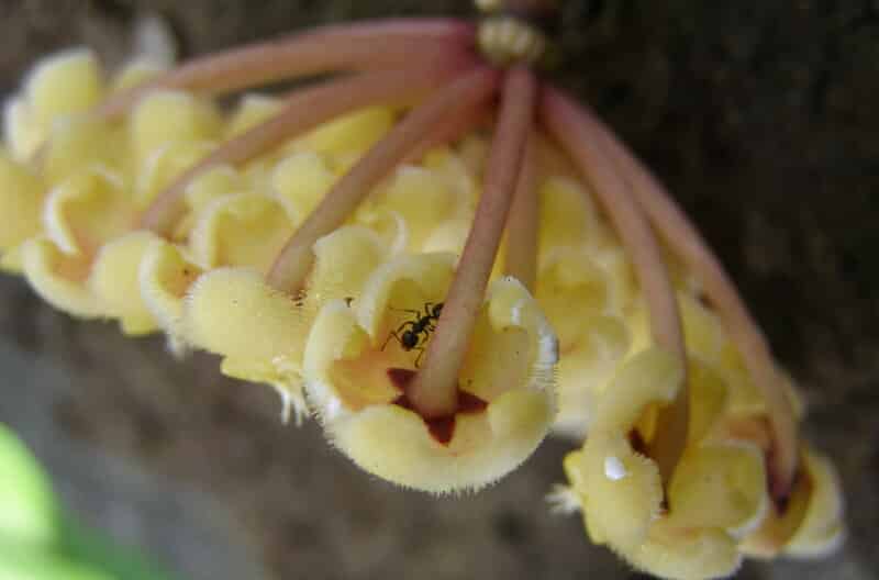 Hoya Imbricata wax plant