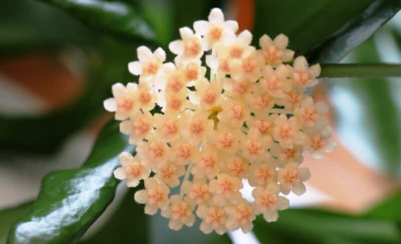 Hoya Obscura inflorescence 