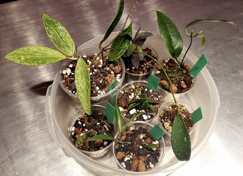 Make sure the soil is moist when you propagate Hoya plants