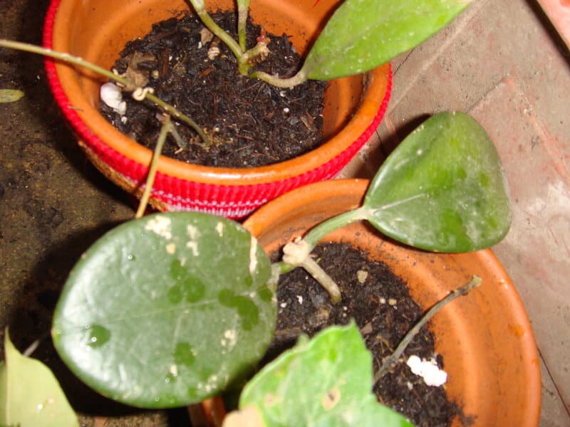 Hoya australis soil requirements