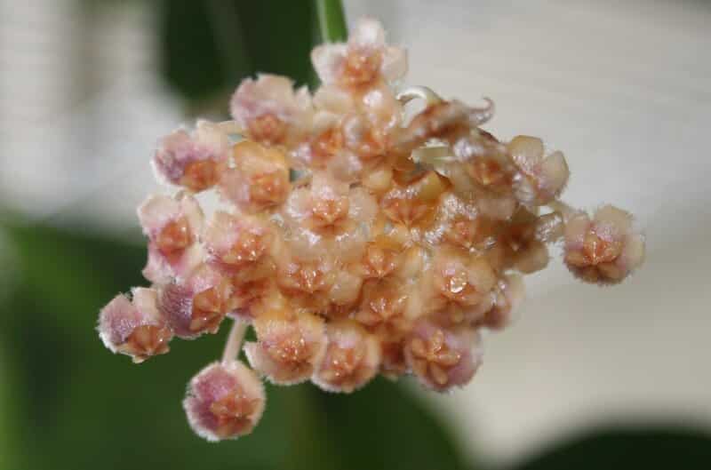 Prune Hoya Obscura in spring