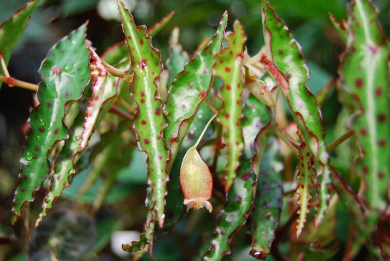 Begonia amphioxus inflorescence 