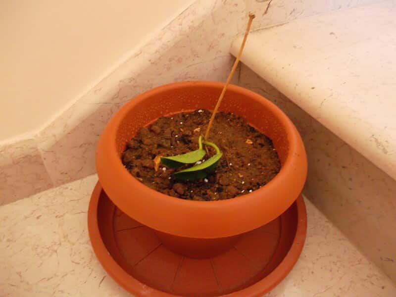 Hoya Australis potting and repotting