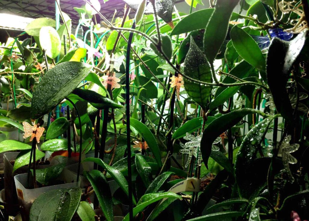 Hoya plant propagation