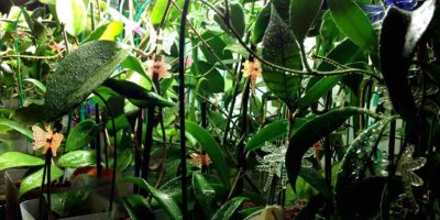 Hoya plant propagation