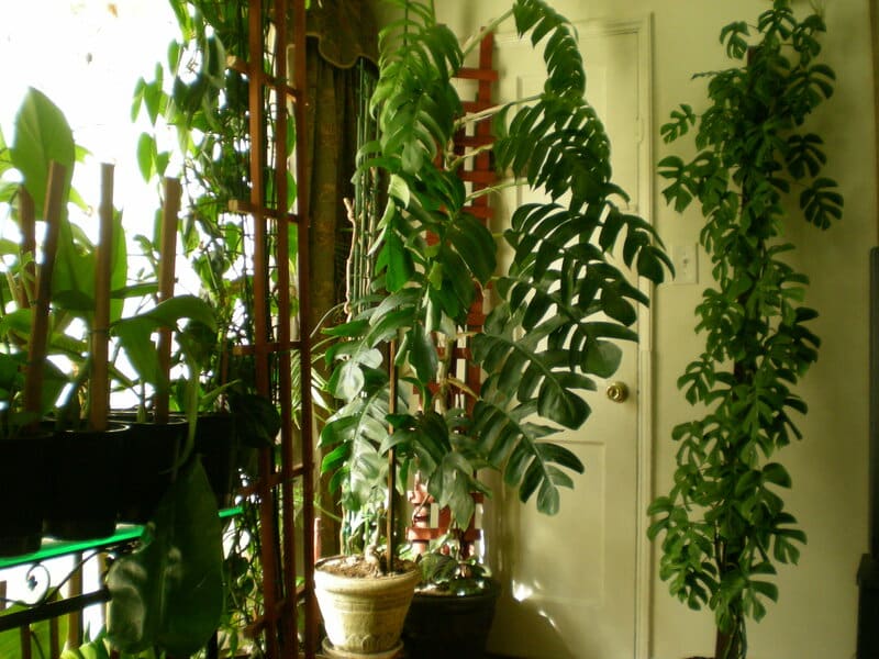 Mini Monstera and Epipremnum Pinnatum
