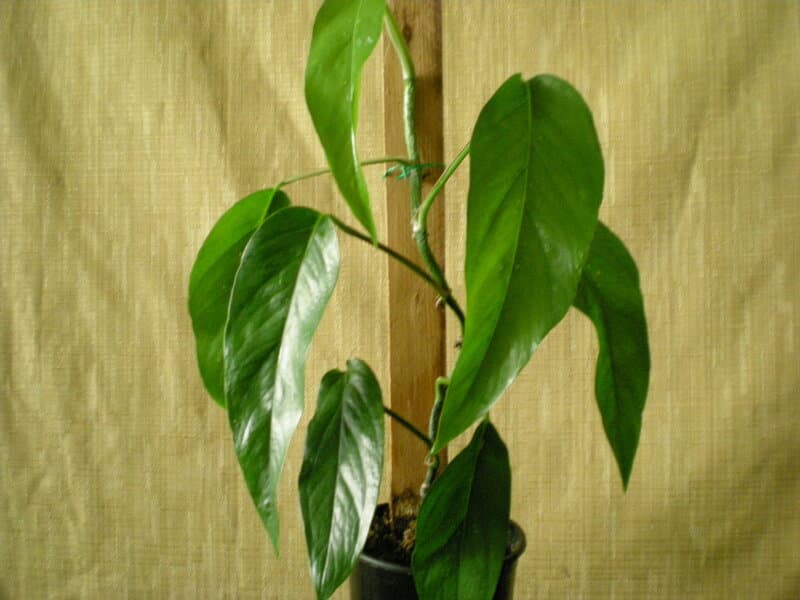 Monstera Epipremnoides Plant 