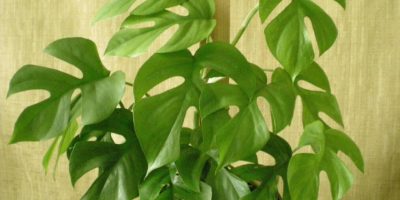 Mini Monstera Rhaphidophora Tetrasperma