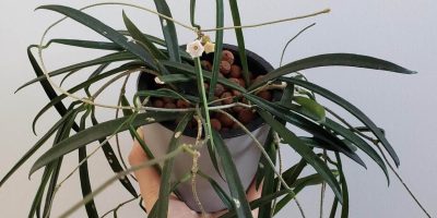 hoya shepherdii