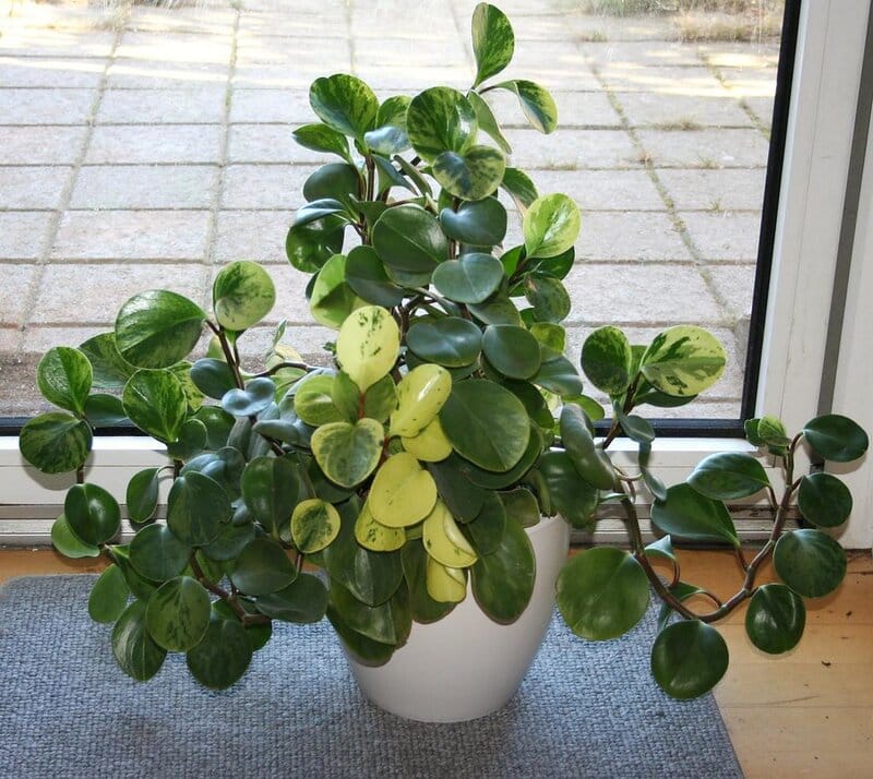 Hoya australis light requirements