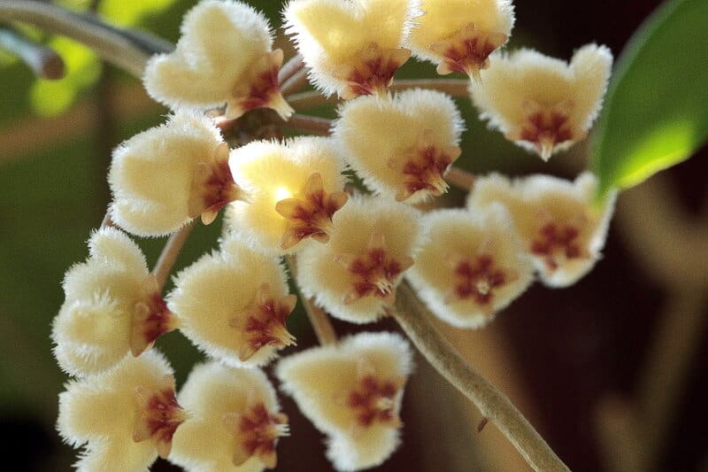 Hoya Imbricata inflorescence