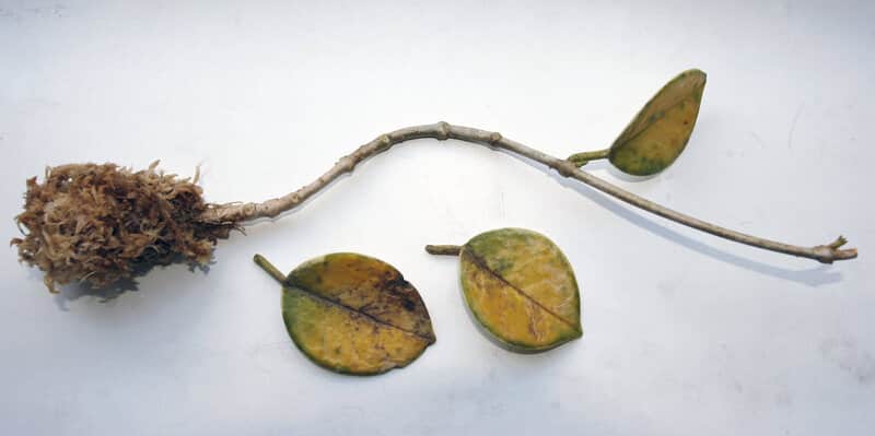Hoya australis propagation in solid medium