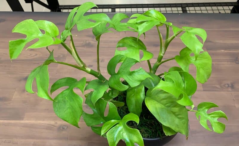 Mini Monstera prefers well-draining soil