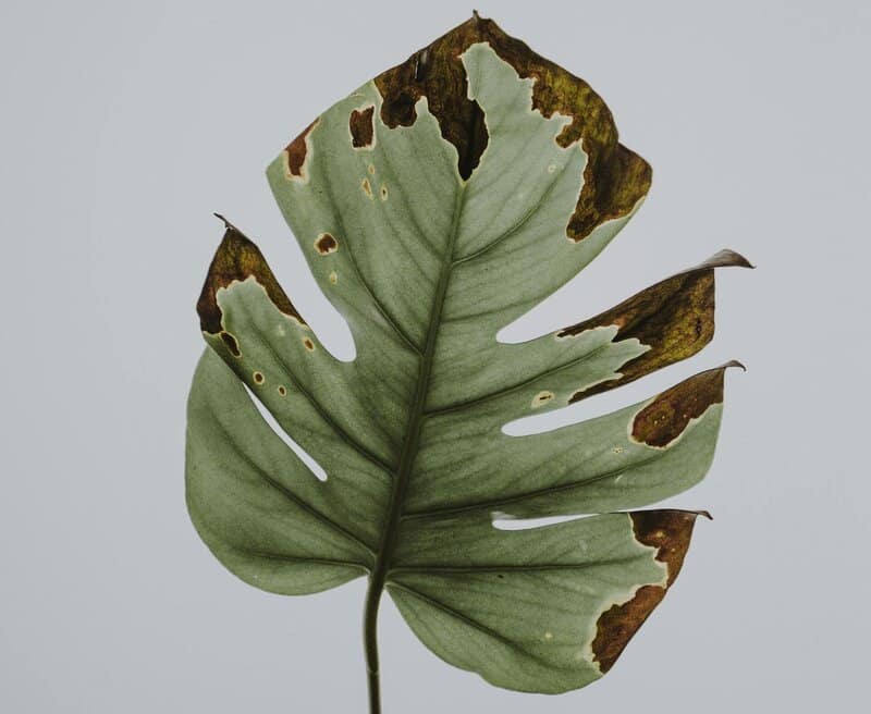 Monstera leaves changing color