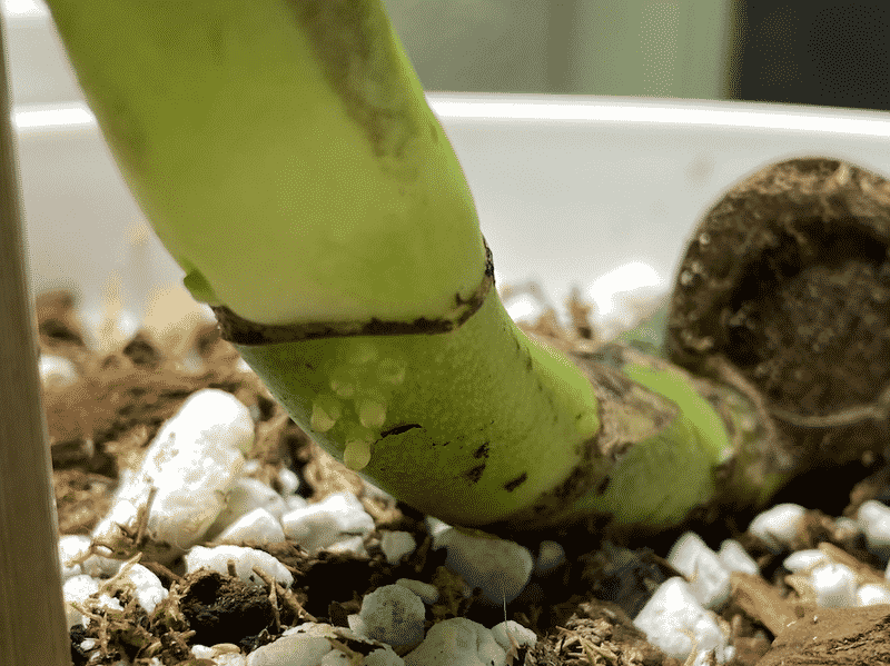 Monstera Epipremnoides issues 