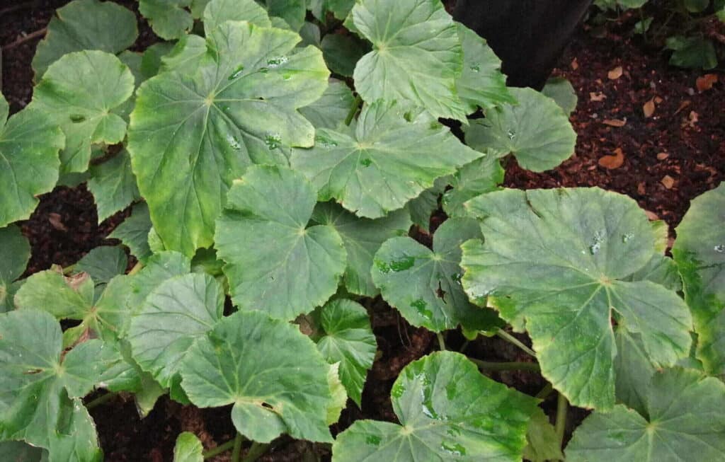 Begonia Nelumbiifolia Care