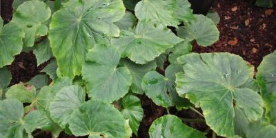 Begonia Nelumbiifolia Care