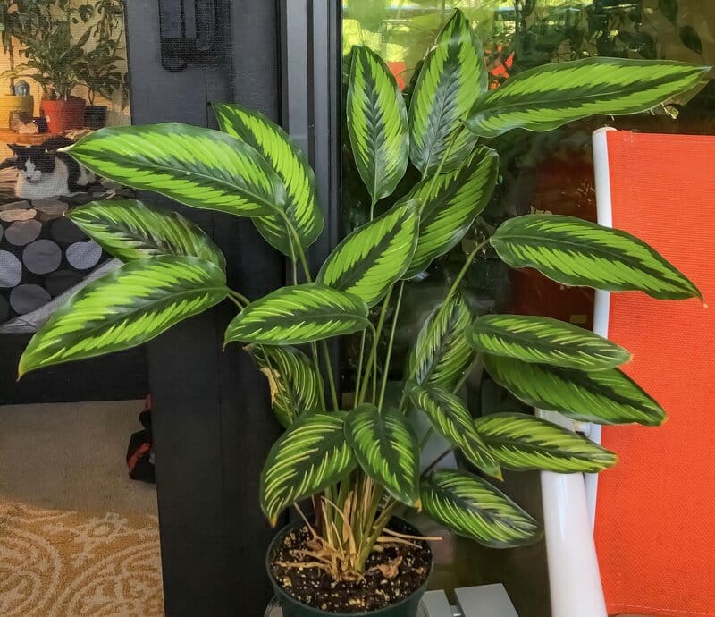 Calathea beauty star light requirements