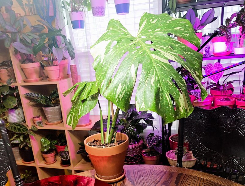 Monstera Thai Constellation Fertilization