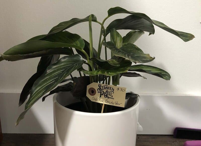 Calathea beauty star likes humid soil