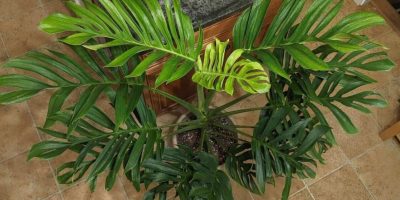 Monstera Pinnatipartita