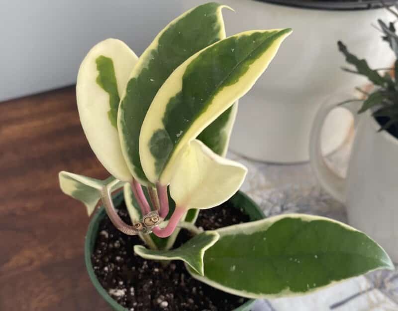 hoya krimson queen propagation