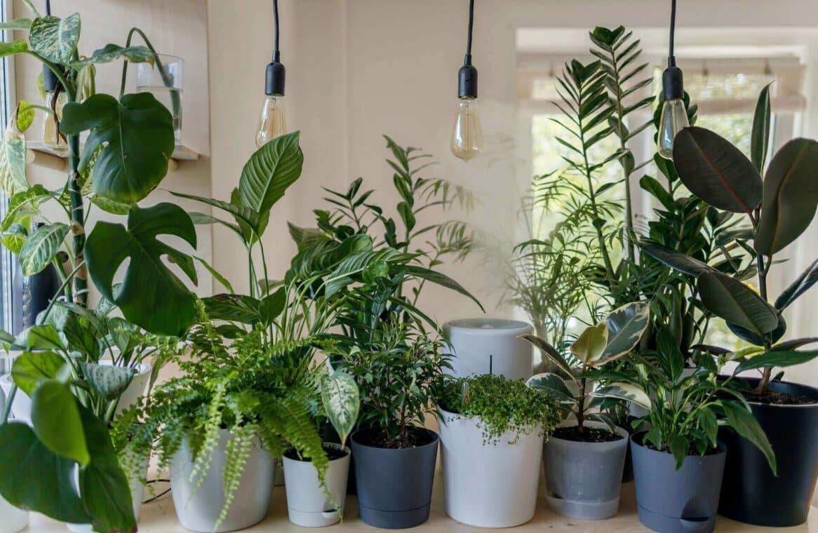 Houseplant Care for Beginners