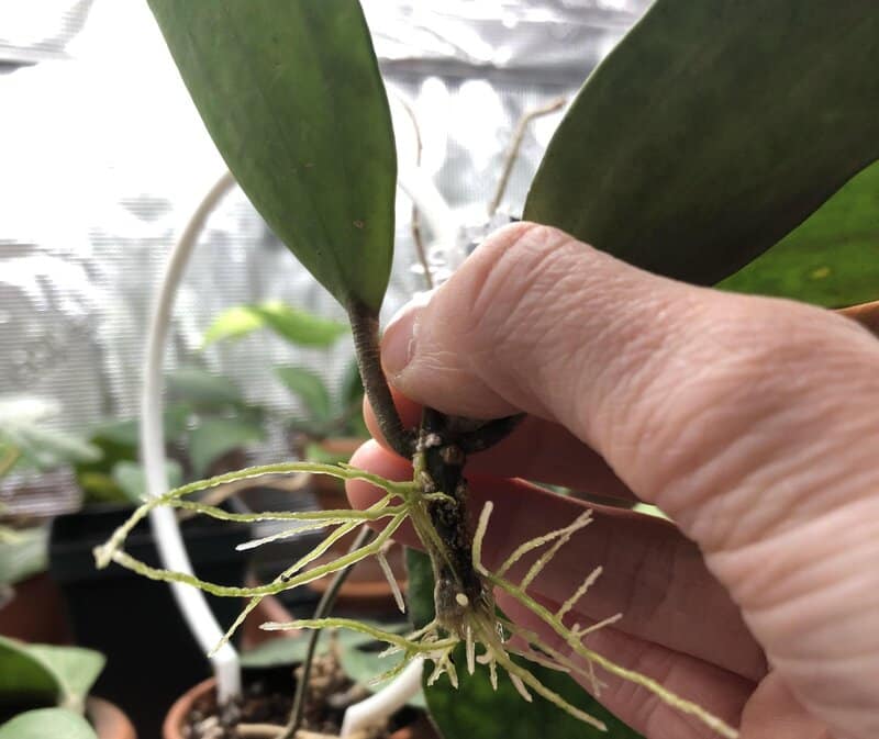 Propagate Hoya plants in summer os spring because the roots will develop faster