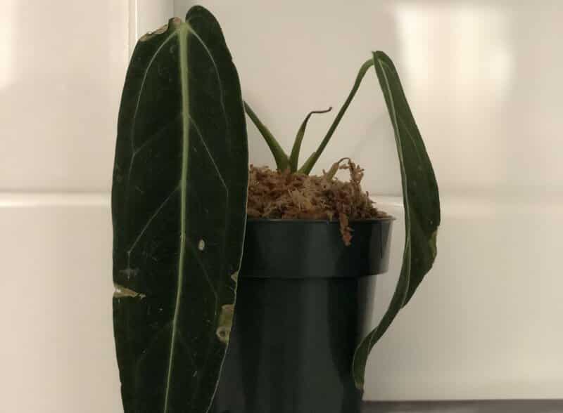 Anthurium Warocqueanum problems
